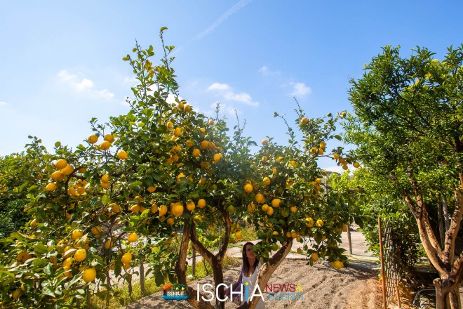 Raccolta limoni Ischia