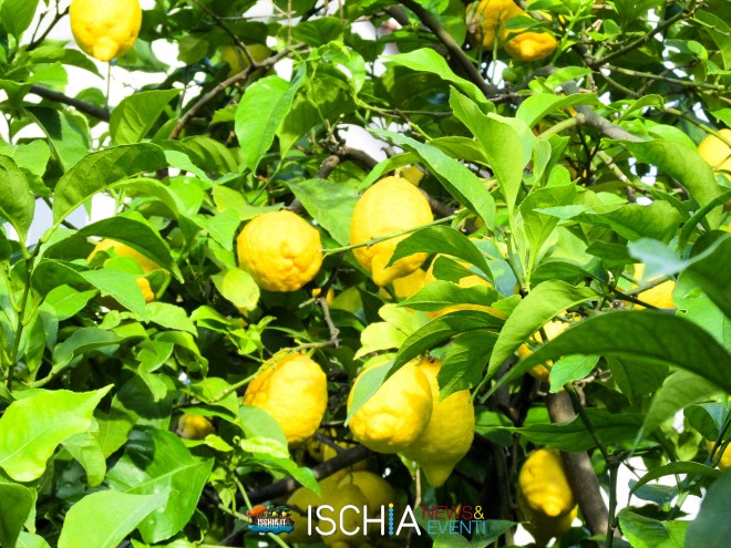 Limoni_Ischia-