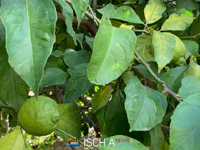 Limoni verdi per limoncello ischia