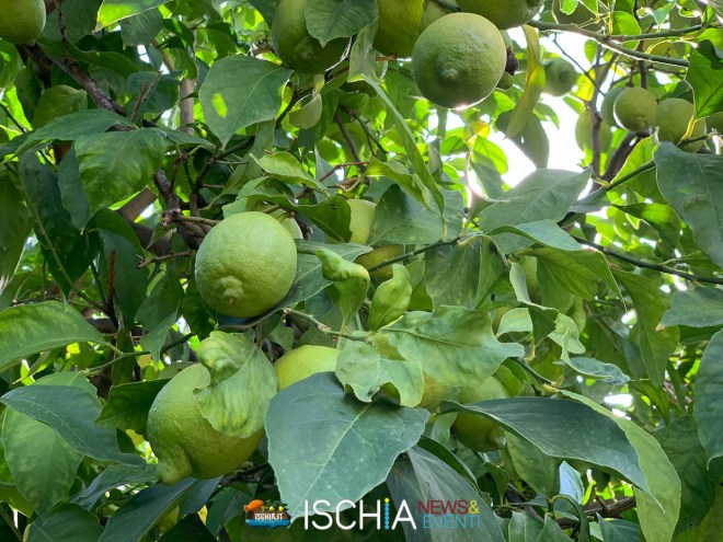 Limoni verdi per limoncello ischia