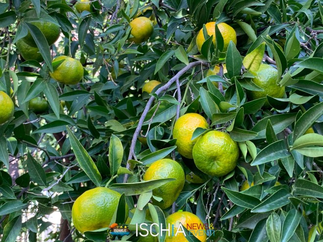 Mandarini bio ischia